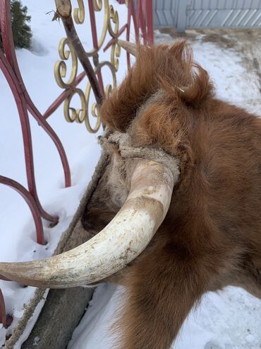 Коровы, быки: Продаю | Корова (самка) | Алатауская, Симментальская | На откорм, Для разведения, Для молока | После отела — 4