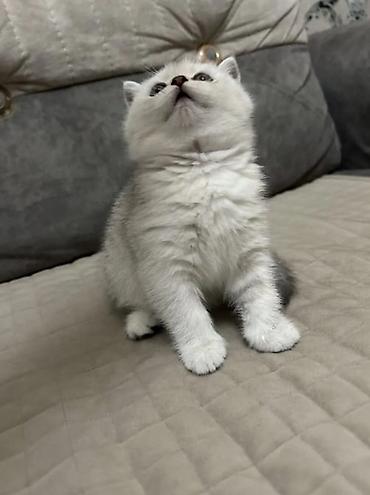 Pişiklər: Britan — 1