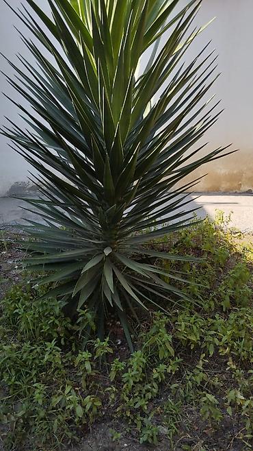 Yucca (Yukka) dekorativ bitki • Növ: Ağacvari yucca (iti, mızraq