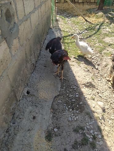 heyvanlar və balaları: Toyuq cücələri, Damazlıq — 3