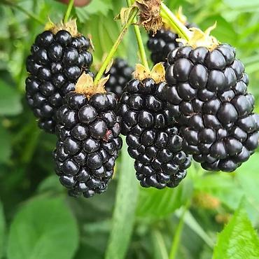 Tinglər: Tinglər -da lalafo.az — 14 Tinglər: Tinglər — 14