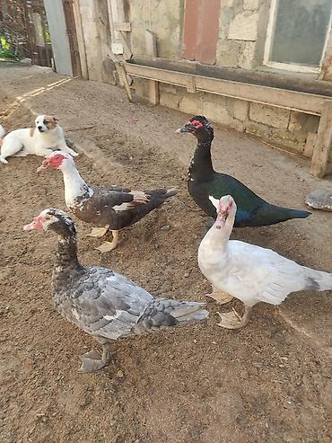 ordey: Dord lumuzin erkey lal ordekler. agir cekili ordeylerdi. hamsi birge — 5