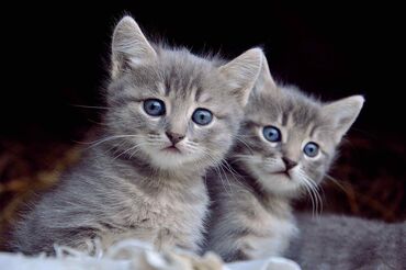 маленький кот: Отдам семерых котят в хорошие руки, пять маленьких и двоих по старше
