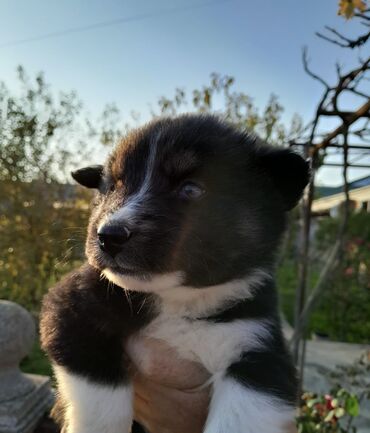 İtlər: Xaski, 1 ay, Dişi, Pulsuz çatdırılma