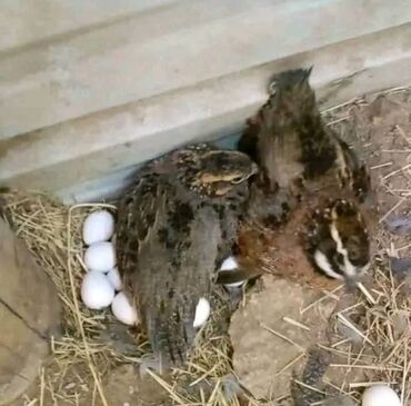 Куры, петухи: Продаю | Куры, Петух — 18