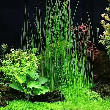 Akvarium dekoru: Akvaryum üçün uzun, incə yarpaqlı dekorativ su bitkisi eleoxaris - — 1
