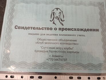 продажа щенков немецкой овчарки в бишкеке с документами: Свидетельство о происхождении для ведения племенного учета коз