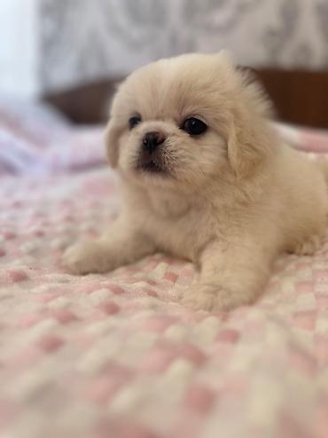 İtlər: Pekines, 1 ay, Erkek — 2