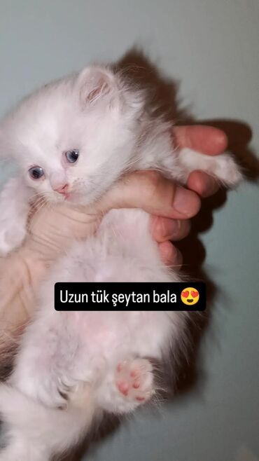 ağ pişiy: Şinşilla, Erkək, Yaxşı əllərə
