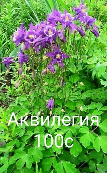 козий сыр: Продаю все саженцы которые вы видите на фото, также есть мята — 8