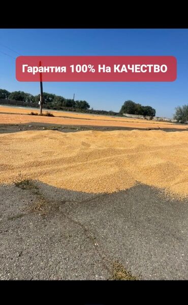 ортопедический коврик бишкек: Кукуруза Оптом, Самовывоз