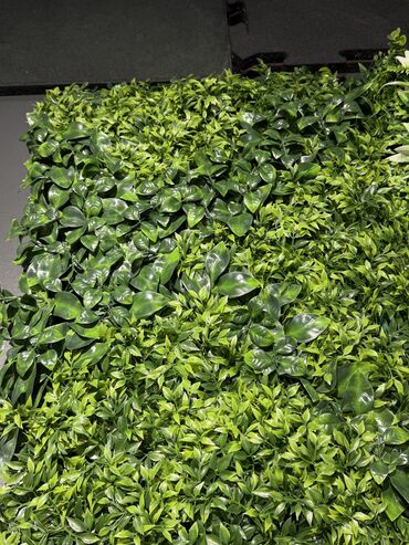 Bağ və bostan üçün digər məhsullar: Yasil hasarlarin ve suniqazonarin topdan ve perekende satisi endirimer — 12