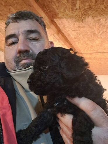 Psi: Prodajem stence toy i mini pudle.Dve zenke i jedan muzjak su crveni — 6