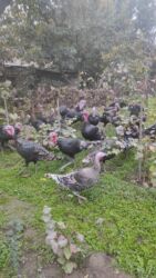 ротвейлер цена в баку: Самка, Amerika, Для разведения, Самовывоз