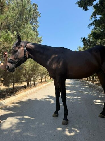 Atlar: Temiz qan Ingilis atidir .Pasportlu.boy 1.80 sm.Atasi meshur — 1