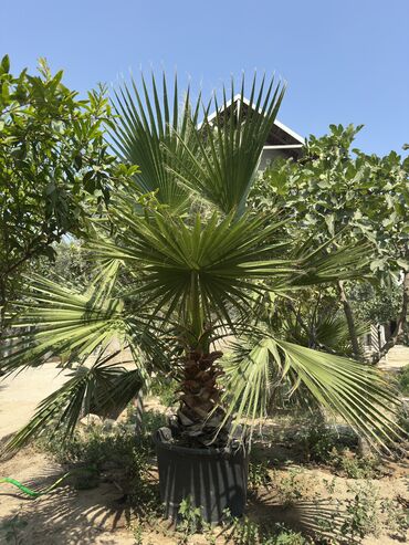 Ağaclar: Vaşinkton palmasi (qiymət 5 - 10 manat ) (500-550 dənə var ) Böyuk -da lalafo.az — 7 Ağaclar: Vaşinkton palmasi (qiymət 5 - 10 manat ) (500-550 dənə var ) Böyuk — 7