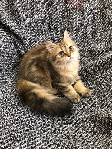 Pişiklər: Britan, Ünvandan götürmə -da lalafo.az — 2 Pişiklər: Britan, Ünvandan götürmə — 2