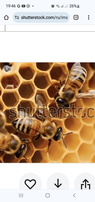 продаю животных: Продаются пчелы на высадку на 3 рамках и 1 кроющая. Порода карника