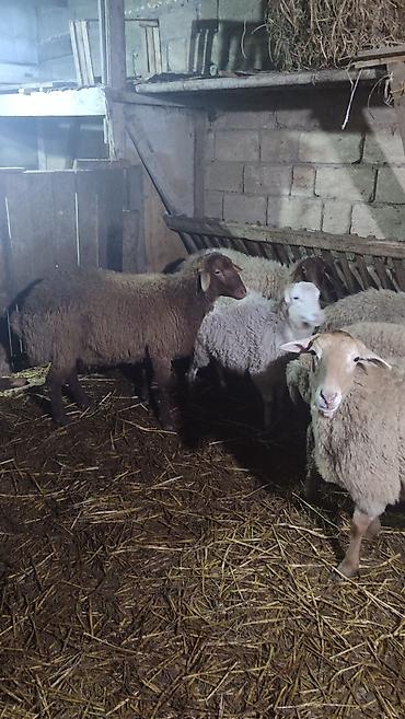 Qoyunlar, qoçlar: Sağlam cavan heyvanlardi kom satılır Kurdexanidadi. Ümumi 12 Heyvandi — 9