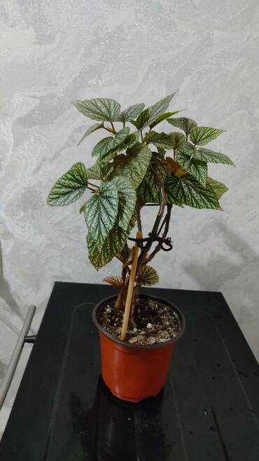 Другие комнатные растения: Продаю цветы — 17