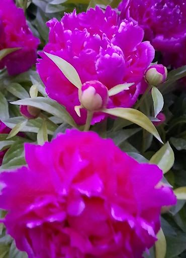 Гортензия: Садовые цветы пионы от 500 сомхосты от 250 и вышепапоротники от — 17