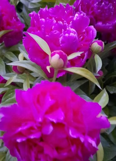 Садовые цветы и кустарники: Саженцы цветка: Флоксы — 4