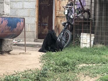 отдам в добрые руки щенка: Тайган, 3 года, Самка, С прививкой