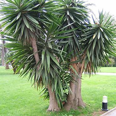 pixta agaci: Yucca: hətta yeni başlayanlarla birlikdə gedən sərt gözəllik. Bütün — 4
