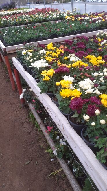 Bitkilər üçün dibçəklər: Dibçəklər – bağ, #gül yeşikləri hər ölcüdə eyvan, terras və interyer — 6