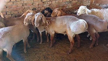 Баран, овца: Продаю | Овца (самка) | Для разведения — 3