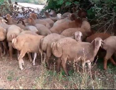 ağ dovşan: Qoyun sürüsü – ətlik və damazlıq üçün - Növ: yerli qarışıq cinslər