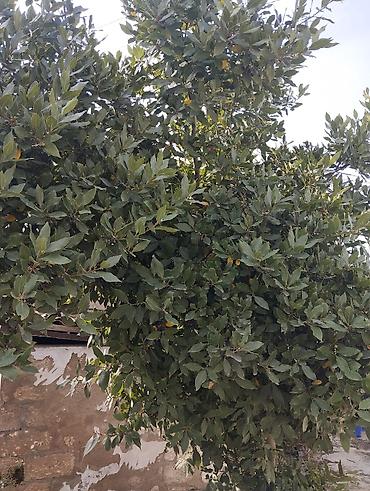suni agaclar: Məhsul: Dəfnə (Laurus nobilis) – kulinariya və landşaft üçün ətirli — 3