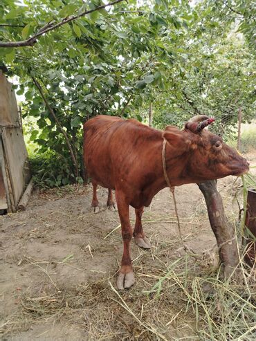 simmental inək cinsi: Dişi, il: 4, 450 kq, Damazlıq, Südlük, Ünvandan götürmə, Ödənişli çatdırılma, Rayonlara çatdırılma