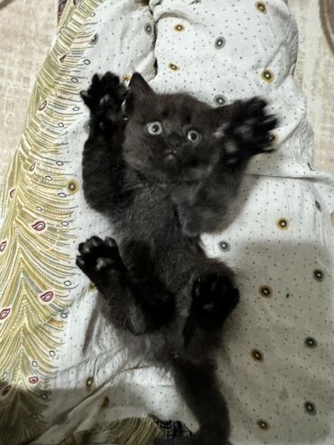 отдам кота я его боюсь: Котенок черненькая девочка 1 мес, родом из Иссык-Куля. Уже ест. К
