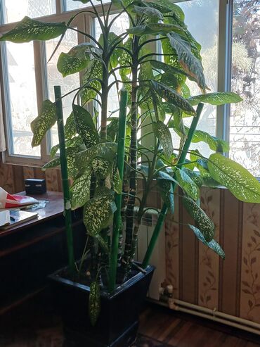 otaq dekorlari: Ev bitkisi dekor difenbaxiya