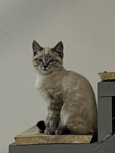 корм для кошек и котят: Скотиш Страйт (Шотландская прямоухая), 4 месяца, Мальчик, Приучена к лотку