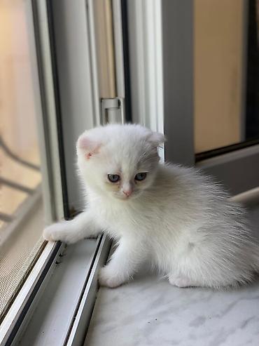 Кошки: Британская вислоухая, Самка, Самовывоз — 6