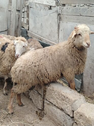 Qoyunlar, qoçlar: Salam alekum hər cəkidə quzumuz var erkək qurbanlıq quzular 270 — 5