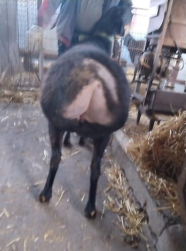 Баран, овца: Продаю | Овца (самка) | Для разведения | Племенные — 5