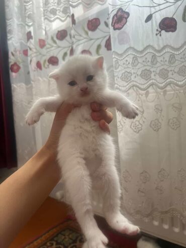 Akvariumlar: Şotland yastı qulaq, Erkək