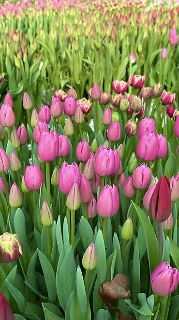 Букеты из живых цветов: Тюльпаны — предзаказ - Срезанные тюльпаны из теплицы, аккуратные at lalafo.kg — 20 Букеты из живых цветов: Тюльпаны — предзаказ - Срезанные тюльпаны из теплицы, аккуратные — 20