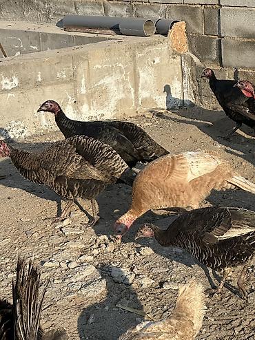 Птицы: Индюшки 10 самок и 2 самца — 6