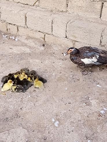 Kənd təsərrüfatı quşları: Satilir 18 dene lal ördek balasi.Ag, gümüşü,qara cinslerdi ünvan — 3