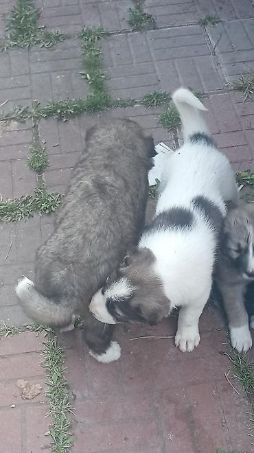 pisik su qabi: Kanqal, 2 ay — 6