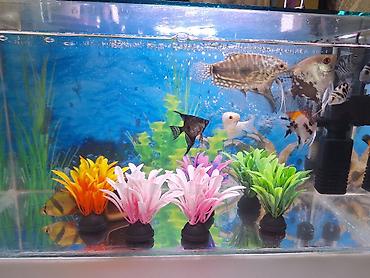 akvarium qiymetleri: 2 Akvarium Baliqlar hamsi birlikde 100 Manata satilir 051 920 19 91 — 4