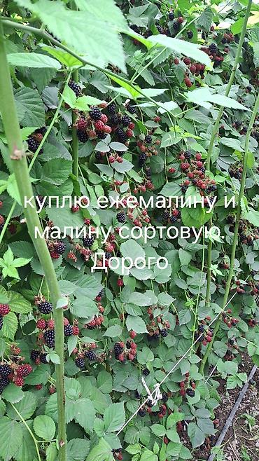 Ежевика Оптом — 1