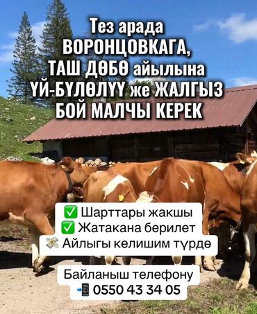 работа в израиле: Талап кылынат Чабан
