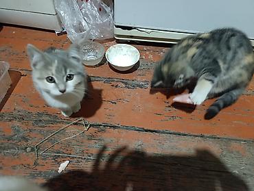 отдам животных даром: Отдам в добрые руки красивых котят. Им чуть больше двух месяцев — 8