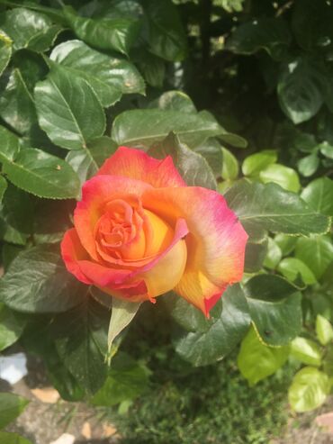 Bağ evlərinin satışı: Xudat, 80 kv. m, 8 otaq -da lalafo.az — 4 Bağ evlərinin satışı: Xudat, 80 kv. m, 8 otaq — 4