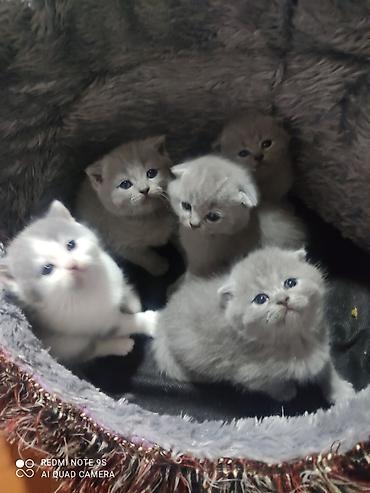 Pişiklər: Şotland yastı qulaq, Erkək, Dişi, Ünvandan götürmə — 2